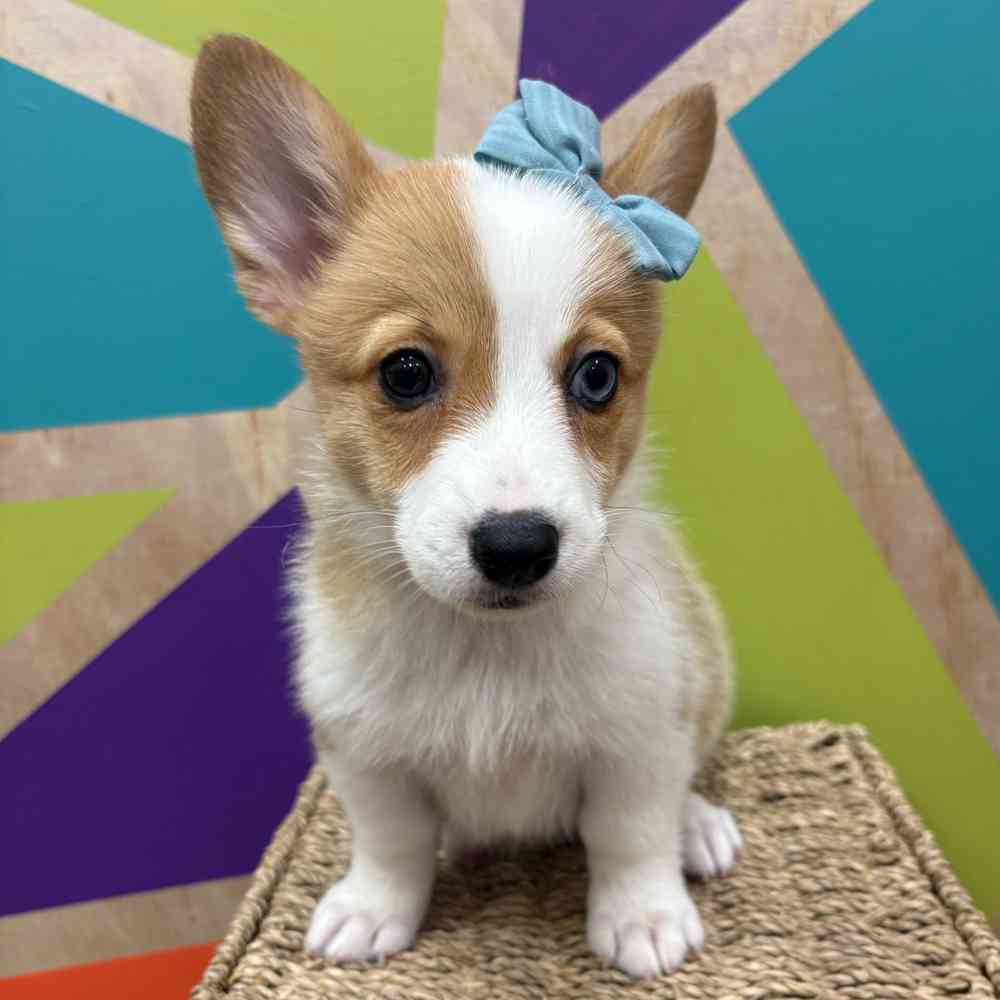 carousel pet images