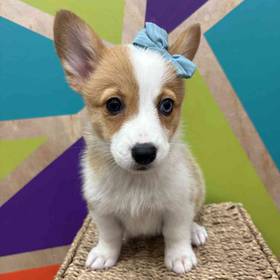 Pembroke Welsh Corgi