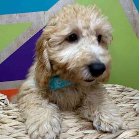 F1B Mini Goldendoodle
