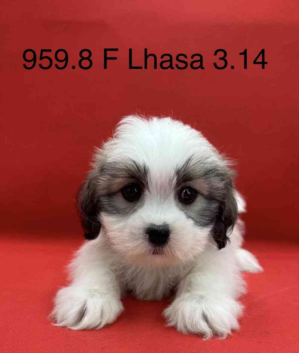 Image of a pet breed in the gallery