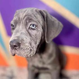 Cane Corso