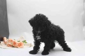 Mini Poodle