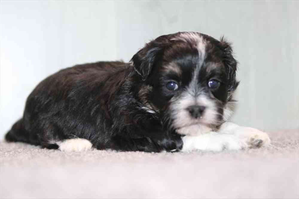 Image of a pet breed in the gallery
