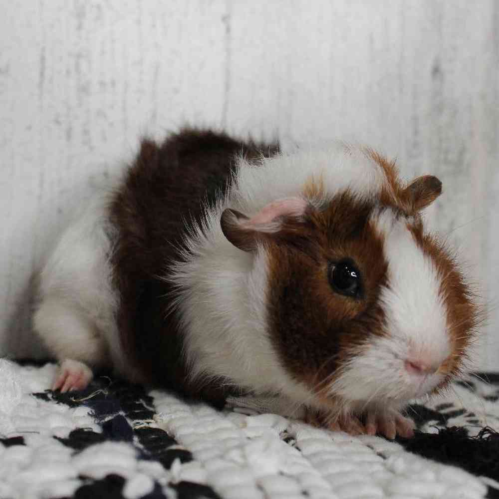 Male Guinea Pig Small Animal for sale