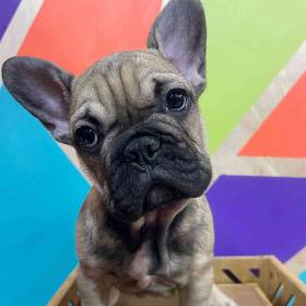 French Bulldog