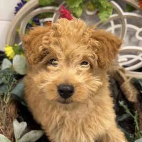 Mini Goldendoodle