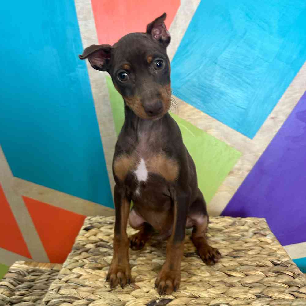 carousel pet images