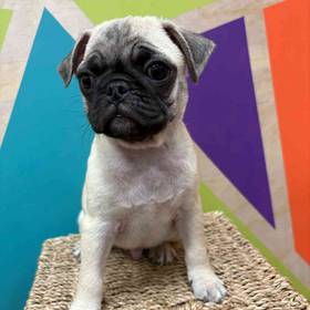 Pug