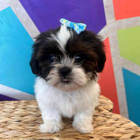 Shih Tzu