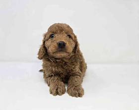 F1B Mini Goldendoodle