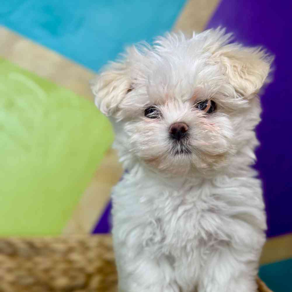 Image of a pet breed in the gallery