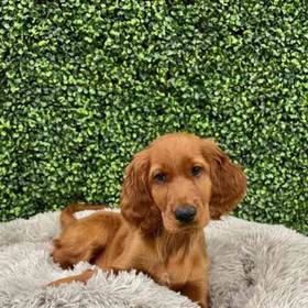 Irish Setter
