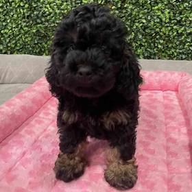 Cockapoo