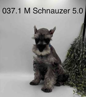 Mini Schnauzer
