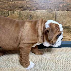 English Bulldog