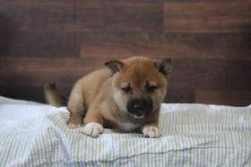 Shiba Inu