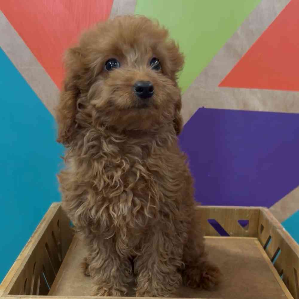 carousel pet images