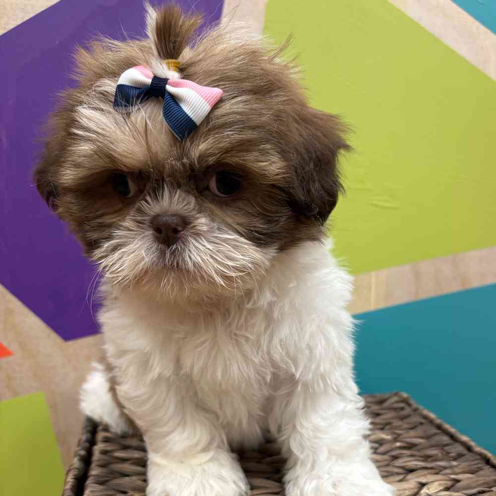 carousel pet images