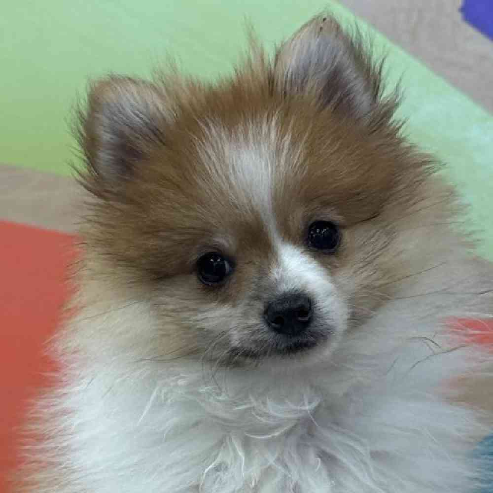 Male Pomeranian Puppy for Sale in Joplin, MO