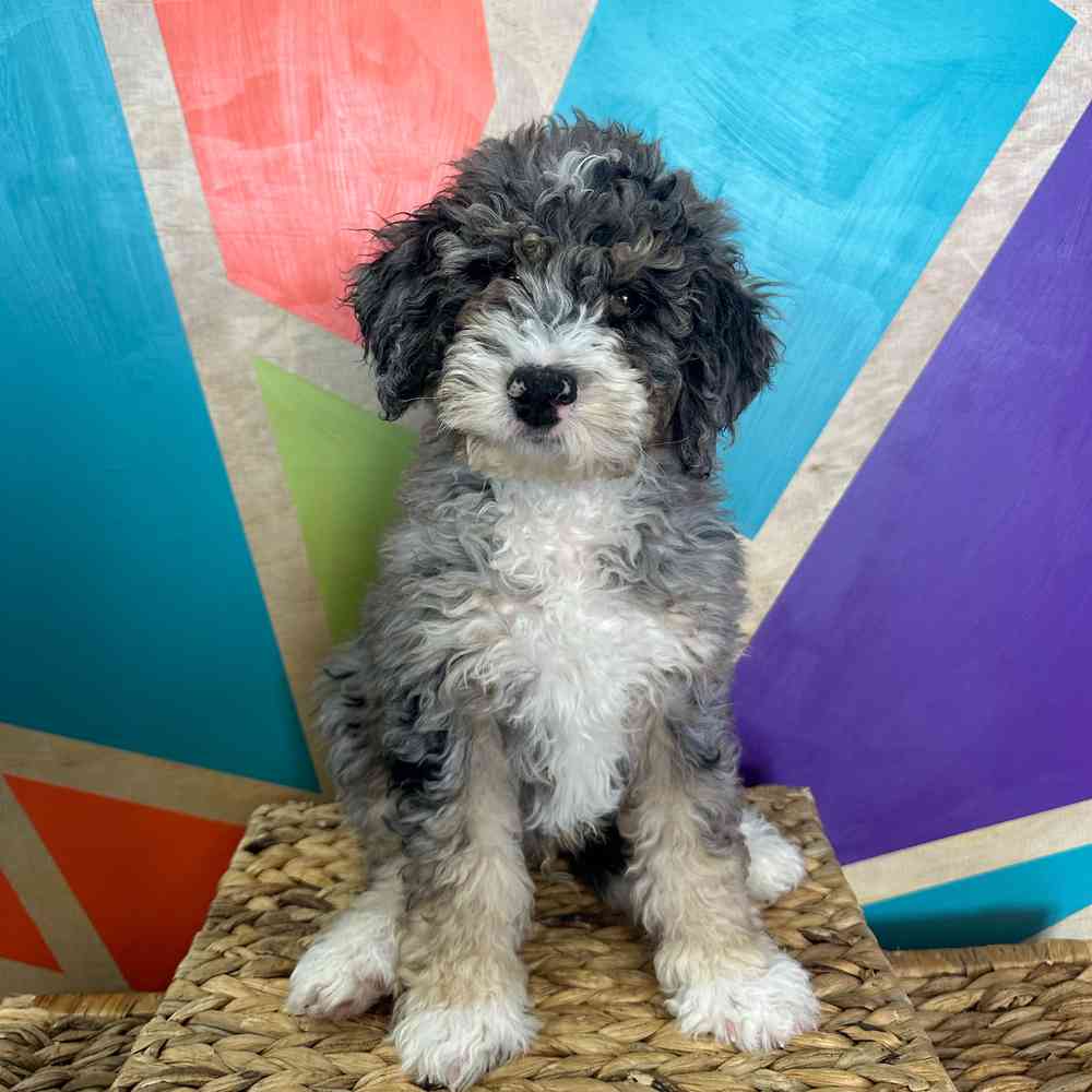 carousel pet images