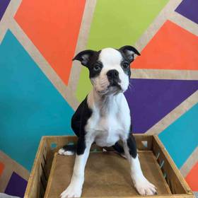 Boston Terrier