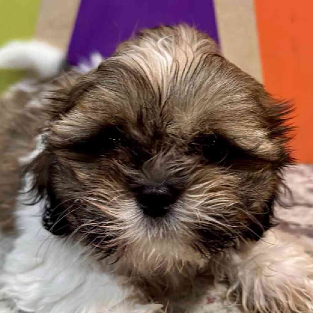 Image of a pet breed in the gallery