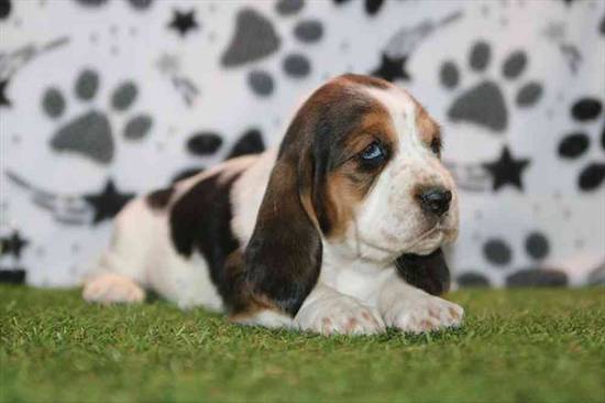 Basset Hound