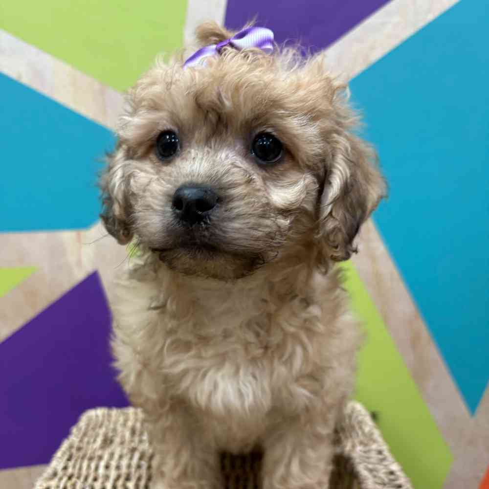 Image of a pet breed in the gallery