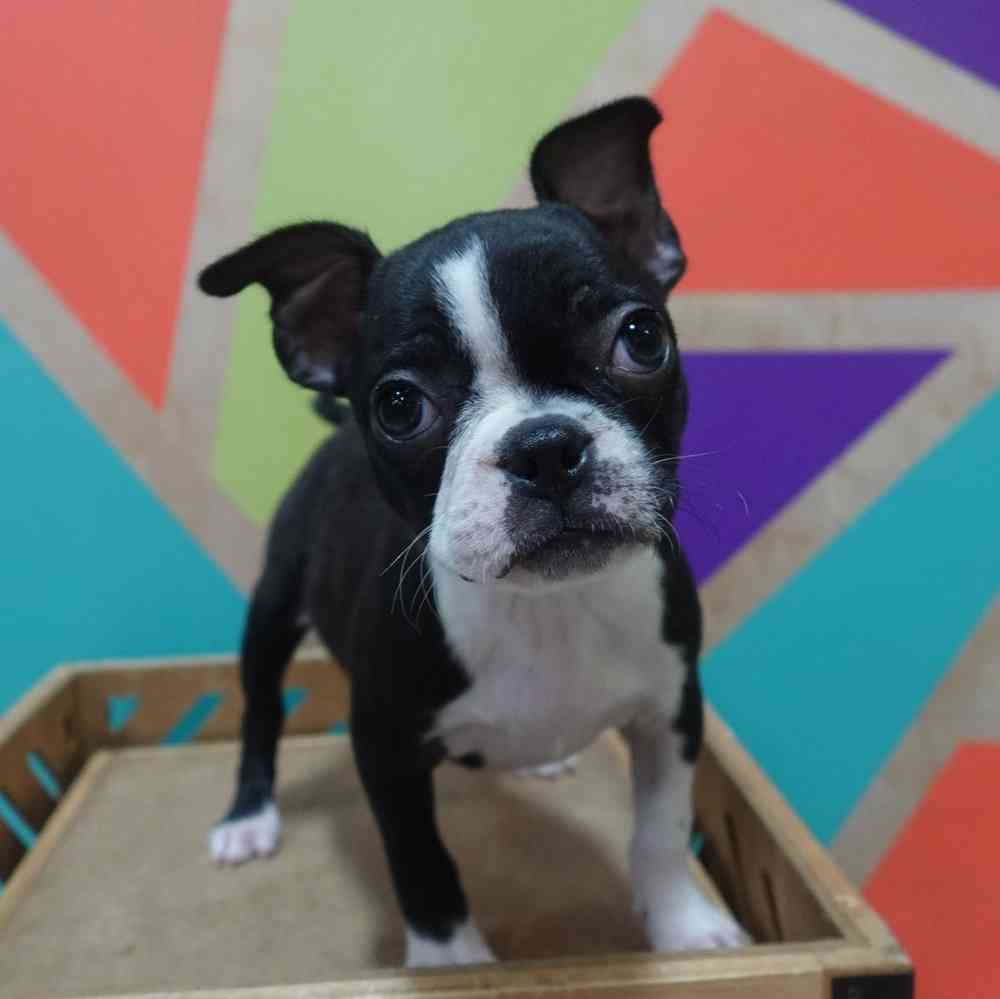 carousel pet images