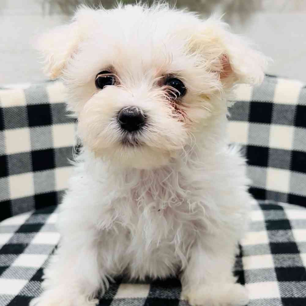 Male Maltese Puppy for Sale in Fayetteville, AR