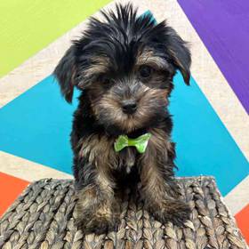 Yorkie
