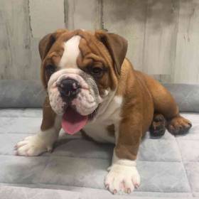 English Bulldog
