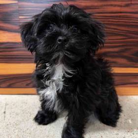 Morkie