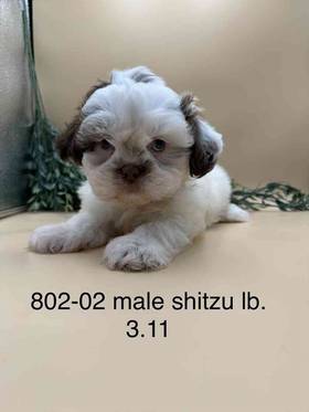 Shih Tzu