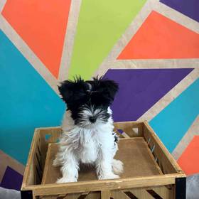 Yorkie