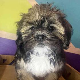 Shih Apso