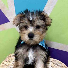 Yorkie