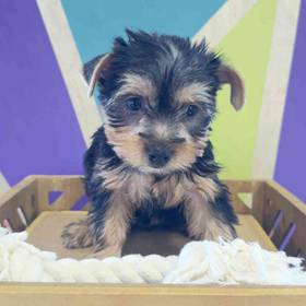 Yorkie