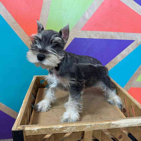 Mini Schnauzer
