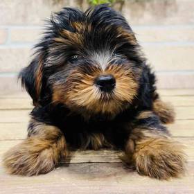 Yorkie