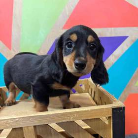 Dachshund