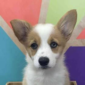 Pembroke Welsh Corgi