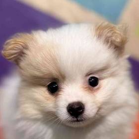 Pomeranian