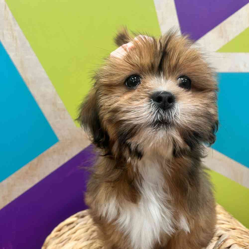 carousel pet images