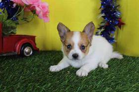 Papillon
