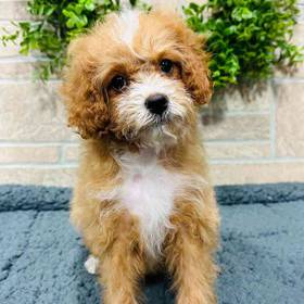 Cavapoo