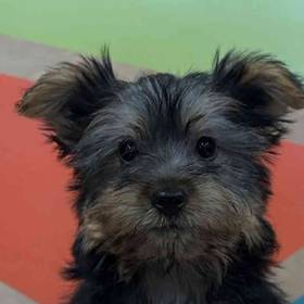 Silky Terrier