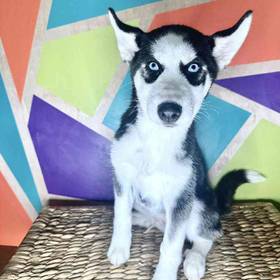 Siberian Husky