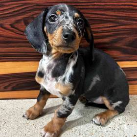 Mini Dachshund