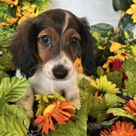 Dachshund